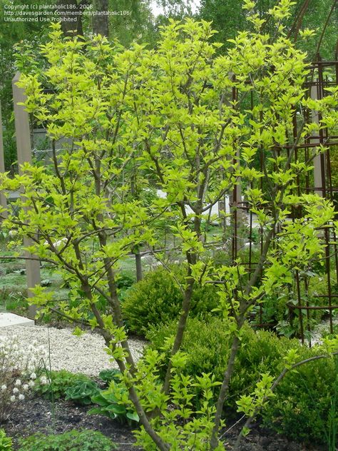 cornus mas   spring Ornamental Shrubs, Cornus Mas, Soft Landscape, Chicken Garden, Plant List, Kew Gardens, Wholesale Flowers, Bulb Flowers, Green Garden