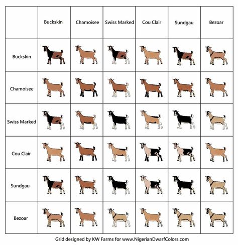 Goat Anatomy, Animal Genetics, Feather Ideas, Goat Pen, Nubian Goat, Hobby Farming, Show Goats, Goat Care, Raising Goats