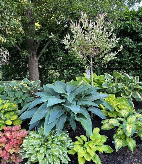 Hostas Garden Ideas, Hosta Gardens Layout, Hosta Garden Ideas, Yard Flower Bed Ideas, Front Yard Flower Bed Ideas, Hostas Garden, Front Yard Flower Bed, Edge Ideas, Garden Perennials