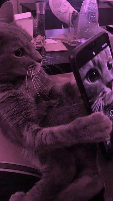 Cat Aesthetic Purple, Purple Animals, Purple Wall, Aesthetic Purple, Instagram Selfie, Cute Cat Wallpaper, Purple Cat, Of Aesthetic