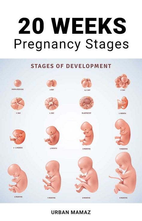 Follow your pregnancy with this pregnancy guide - find out more about week 20 of pregnancy. Read more> #pregnancystages #fetusweek20 #week20pregnant Week By Week Pregnancy, Body Changes During Pregnancy, Pregnancy Chart, 5 Weeks Pregnant, 20 Weeks Pregnant, Pregnancy Guide, Pregnancy Information, Mang Thai, 20 Weeks