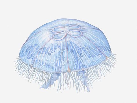 Moon Jellyfish Drawing, Pet Jellyfish, Jellyfish Lantern, Jellyfish Jewelry, Jellyfish Costume, Jellyfish Illustration, Moon Jellyfish, Jellyfish Photography, Jellyfish Decorations