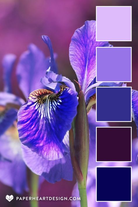 Iris Colour Palette, Iris Color Palette, Analogous Color Palette, Silent Nature, Color Palette Spring, Flower Colouring, Very Peri Pantone, Palette Spring, Wardrobe Colors