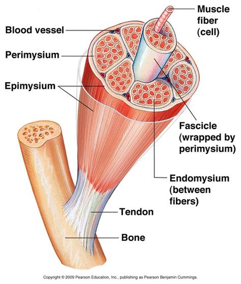 Skeletal Muscle Anatomy, Cardiac Muscle Cell, Muscle Cell, Muscular System Anatomy, Skeleton Muscles, Muscle Diagram, Cell Diagram, Sonography Student, Muscle System