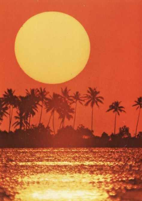 Orange Aura, Channel Orange, Orange Aesthetic, Retro Aesthetic, Summer Aesthetic, Golden Hour, Palm Trees, Summer Vibes, Cute Wallpapers