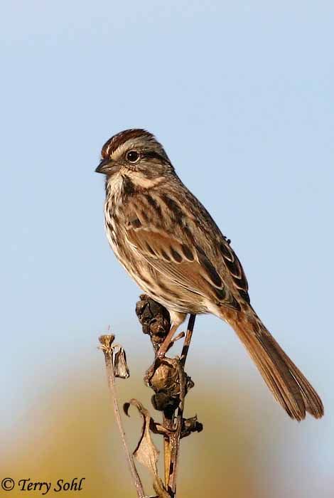 Song Sparrow from North America Michigan Birds, Song Sparrow, Sparrow Bird, Sparrows, Swallows, Bunting, North America, Michigan, Pinterest Likes