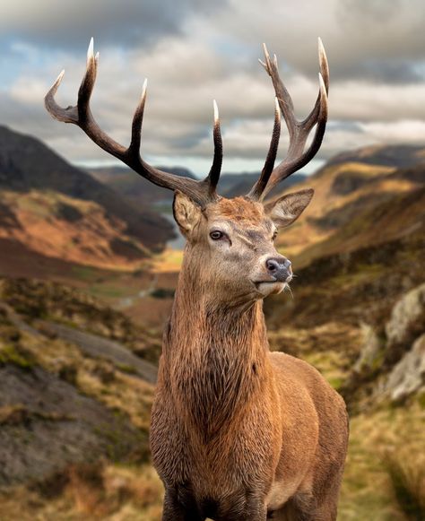 🦌 #AutumnDeer 🍂 Majestic red deer stag in front of a mountainous backdrop, capturing the essence of autumn's splendor. Red Deer Stag, Deer Photography, Deer Species, Small Deer, Alice Angel, Deer Stags, The Great White, Red Deer, August 9