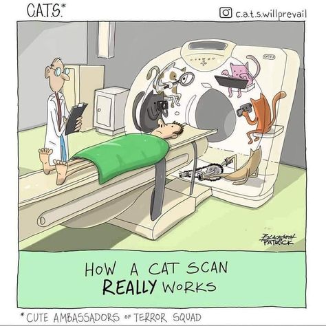 Cat Scan, Cat Jokes, Cat Quotes, Cartoon Jokes, Cat Sitting, Fun Comics, Funny Animal Pictures, Funny Cartoons, Crazy Cat Lady