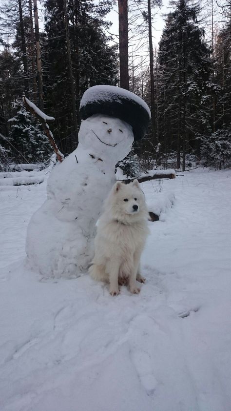 Smiling Expression, Spitz Dogs, Samoyed Dogs, Fluffy Coat, Bad Behavior, Pink Yoga, Dog Skin, Train Your Dog, Build A Snowman