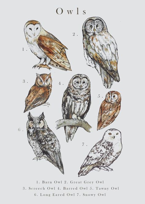 Owls A4 Illustration Print - Etsy Owl Posters, Biology Art, Owl Illustration, Barred Owl, Owls Drawing, Vintage Poster Art, Animal Sketches, Owl Art, Illustration Print