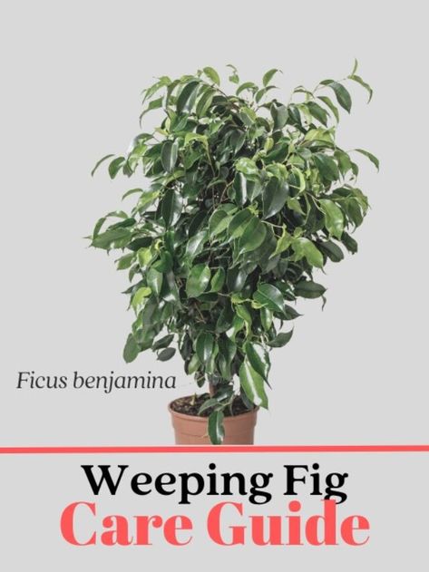 Beginner's Guide: How to Care for Weeping Fig Plant (Indoors) - Suburbs 101 Weeping Fig Tree Indoor, Weeping Fig Tree, Weeping Fig, Ficus Benjamina, Fig Plant, Fig Tree, Water Lighting, Tips And Advice, How To Take