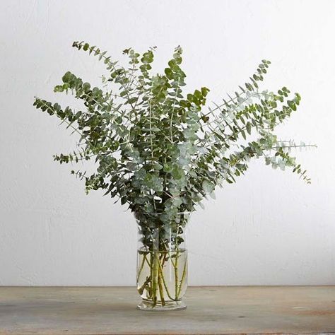 Scented Products to Freshen Up Your Home This Spring | Brit + Co Eucalyptus In Vase, Eucalyptus Decor, Spiral Eucalyptus, Types Of Eucalyptus, Hanging Herbs, Eucalyptus Branches, Wind And Rain, House Smells, Fresh Green