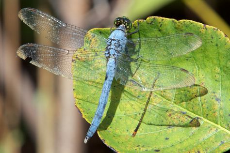 Eastern Pondhawk, Damselflies, Crustaceans, The Leaf, Dragonflies, Bugs, Insects, Natural Beauty, Orange