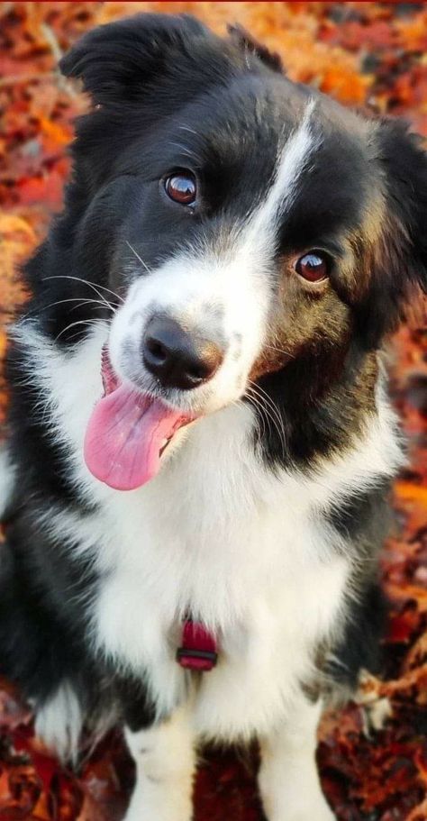 Border Collie Brown, Border Collie Aesthetic, Border Collie Puppy Training, Border Collie German Shepherd, Border Collie Puppy, Collie Puppies, Border Collie Puppies, Loyal Dogs, Cute Dog Pictures