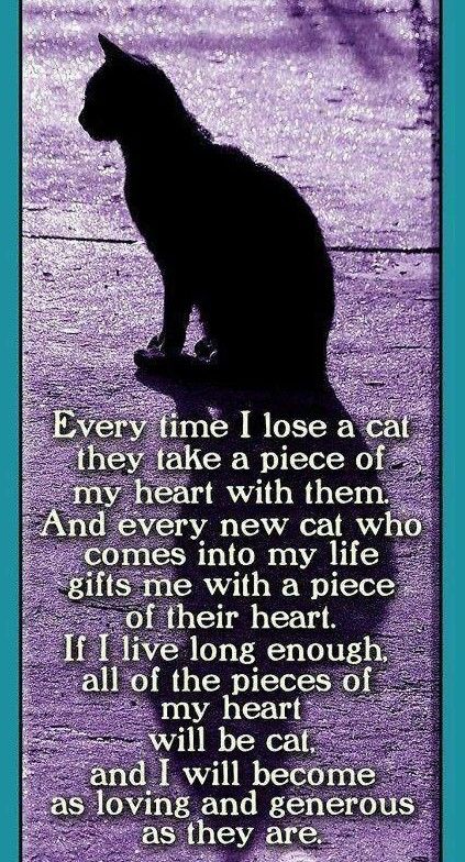 26 Heart Breaking ‘Losing a Pet’ Quotes - EnkiQuotes Game Mode, A Black Cat, Cat Quotes, Losing A Pet, Pet Loss, Animal Quotes, Cats Meow, Crazy Cat Lady, Beautiful Cats