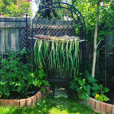 Onion Drying Rack, Squash Arch, Drying Onions, Vegetable Garden Beds, Sweet Time, Big Backyard, Australian Plants, Australian Native Plants, Afternoon Sun