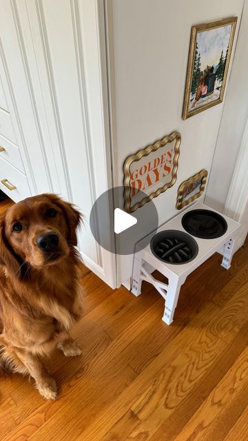 Devan Carter on Instagram: "he did tell me he appreciated it though 😅🫶🏼  #home #homedecorideas #gallerywall #dogsofinstagram #dogsathome #doggallerywall gallery wall for dogs | home decor ideas | bohemian home | golden retriever life" Dog Wall Decor Ideas, Dog Wall Decor Ideas Bedroom, Dog Gallery Wall Ideas, Dog Photos Wall Decor, Dog Gallery Wall, Gallery Wall For Dog, Golden Retriever Home Decor, Home Decor Ideas Bohemian, Gallary Wall