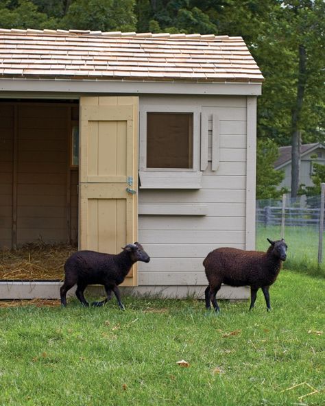 Black Welsh mountain sheep were adored in the Middle Ages for their rich, flavorful meat. House For Goats, Sheep House, Small Goat, Small Barns, Goat House, Goat Barn, Baa Baa Black Sheep, Bunny Cages, Goat Farm