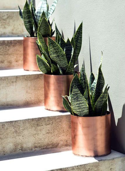 Copper Vase: Gardenista Easy Indoor Plants, Copper Pipes, Copper Vase, Basic Skin Care Routine, Copper Pipe, The Minimalist, Care Routine, Indoor Plants, The Beauty