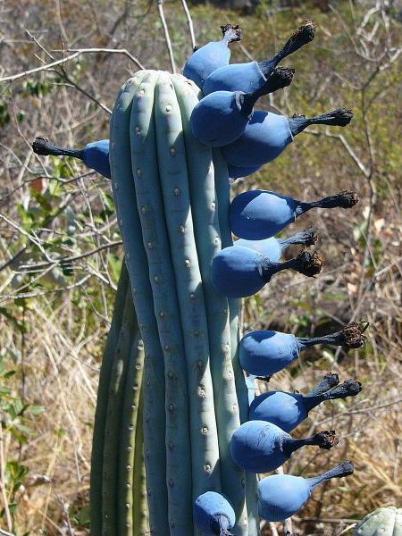 Brasil_rare blue cactus Grass Plants, Cactus Planta, Weird Plants, Grow Vegetables, Unusual Plants, Unusual Flowers, Cactus Flowers, Cactus Plant, Rare Flowers