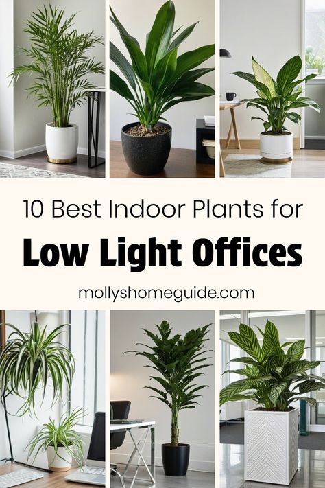 Looking to brighten up your low light office space with some greenery? Check out these easy-care indoor plants that thrive in low light conditions. From snake plants to peace lilies, we've got you covered with the best indoor plants for offices. Create a calming work environment with these houseplants that are perfect for dark corners or shaded areas. Plants For Your Bedroom, Easy Care Plants Indoor, How To Decorate With Plants Indoors, Low Light Office, Calming Office Space, Indoor Plants Decor Ideas, Indoor Plants For Low Light, Plants For Office, Plants For Low Light