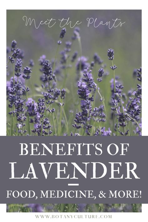 All About Lavender - 10 Science-Backed Benefits, Culinary Uses, & More Lavender Uses Natural Remedies, Lavender Herb Benefits, Herbal Pantry, Foods For Migraines, Medicinal Herbs Remedies, Benefits Of Lavender, Lavender Uses, Culinary Lavender, Lavender Benefits