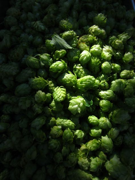 Fresh hops from our Beer Garden Beverage Design, Beer Hops, Craft Brew, Wrap Ideas, Craft Brewing, Craft Brewery, Tap Room, Beer Garden, Beer Brewing