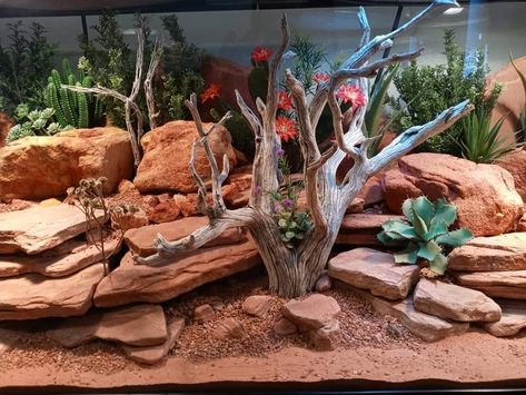 Diy Hides For Leopard Gecko, Dessert Terrarium Reptile, Leopard Gecko Natural Terrarium, Leopard Gecko Bioactive Vivarium, Desert Reptile Enclosure, Bioactive Desert Terrarium, Bioactive Terrarium Leopard Gecko, Bioactive Reptile Terrarium, Desert Terrarium Reptile