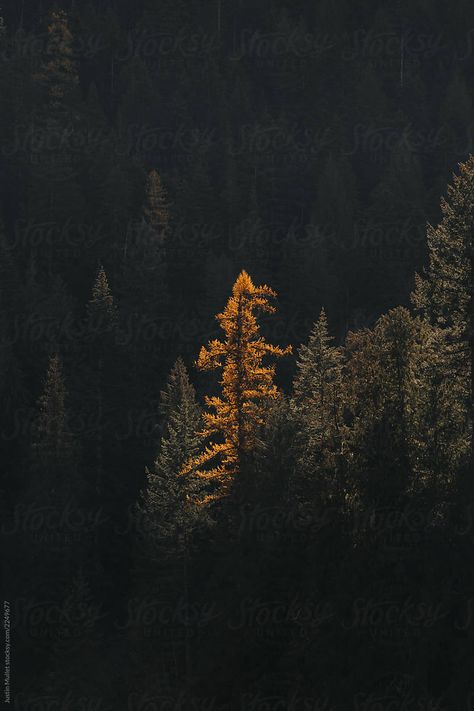 Larch Tree, Poplar Tree, Yellow Tree, Green Forest, Yellow Leaves, Screen Savers, Dark Black, Black House, Photo Art