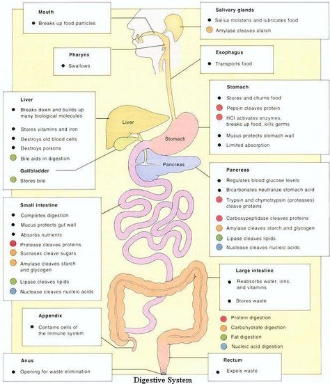 Sistem Pencernaan, Nursing School Notes, Human Anatomy And Physiology, Medical Terminology, Medical Coding, Nursing Tips, Body Organs, Nursing Study, Nursing Notes