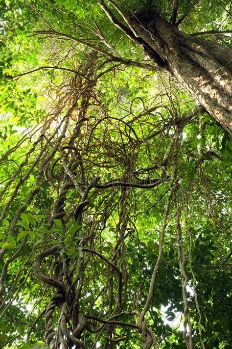 Jungle Vines, Tioman Island, Jungle Island, Jungle Life, Jungle Forest, Elemental Magic, Red Girl, Magic Forest, Natural Nature