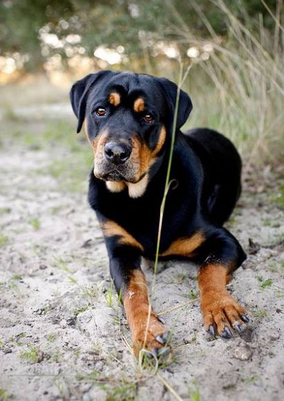 Rottweiler Lab Mix: Rottador dog Facts | Black Labrador Dog Rottweiler Mix Dogs, Rottweiler Dogs, Rottweiler Love, Ouzo, Rottweiler Mix, Rottweiler Puppies, Dog Facts, Rottweiler Dog, Baby Puppies