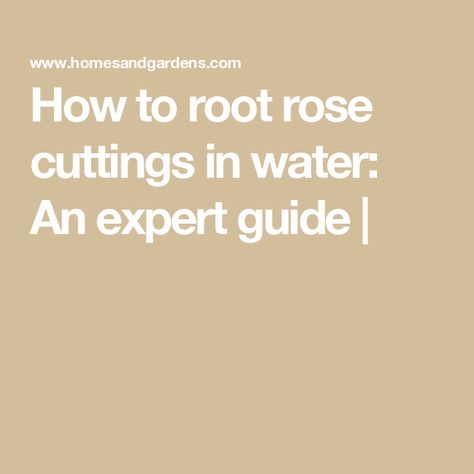 How to root rose cuttings in water: An expert guide | Rooting Roses, Rose Cuttings, Rooting Hormone, Rose Care, Growing Roses, Rose Bush, Mini Roses, Design Advice, Growing Plants