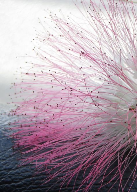 silk-like-flower-from-the-pink-silk-tree. Pink silk tree in Ecuador.   Must see one of these! :) Pink Flower Tree, Mimosa Pudica, Galapagos Ecuador, Persian Silk Tree, Mimosa Tree, Albizia Julibrissin, Ecuador Travel, Flowering Tree, Silk Tree