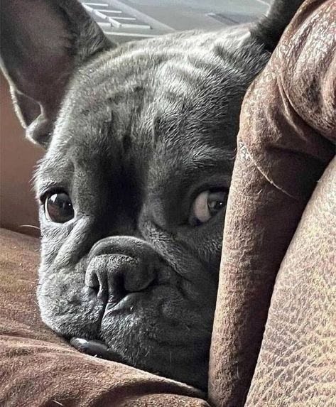 French Bulldog Food Recipes - TomKings Kennel Toy French Bulldog, Baby French Bulldog, French Bulldog Gifts, Frenchie Puppy, Cute French Bulldog, Puppy Photos, Cute Face, French Bull, French Bulldog Puppies