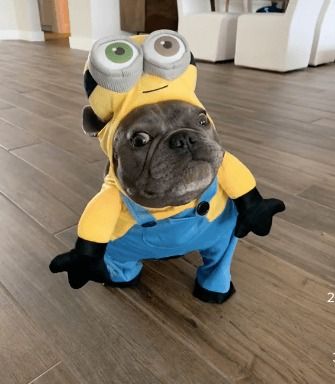 Paralyzed French Bulldog Steals the Show for Halloween, Becoming the Cutest Minion in a Wheelchair That the World Has Ever Seen - Animal Comedy - Animal Comedy, funny animals, animal gifs Costumes For French Bulldogs, Frenchie Costume Halloween, Frenchie Outfits, Minion Dog Costume, Dog Costumes Halloween, French Bulldog Halloween Costumes, Dogs In Halloween Costumes, Bulldog Halloween Costumes, French Bulldog Halloween