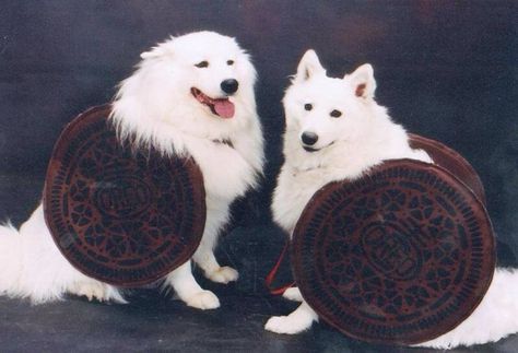 Samoyed Oreo Costume Oreo Costume, Puppy Halloween Costumes, Costumes Couples, Samoyed Dogs, Pet Halloween Costumes, Dog Halloween Costumes, Dog Costumes, Dog Costume, Halloween Animals