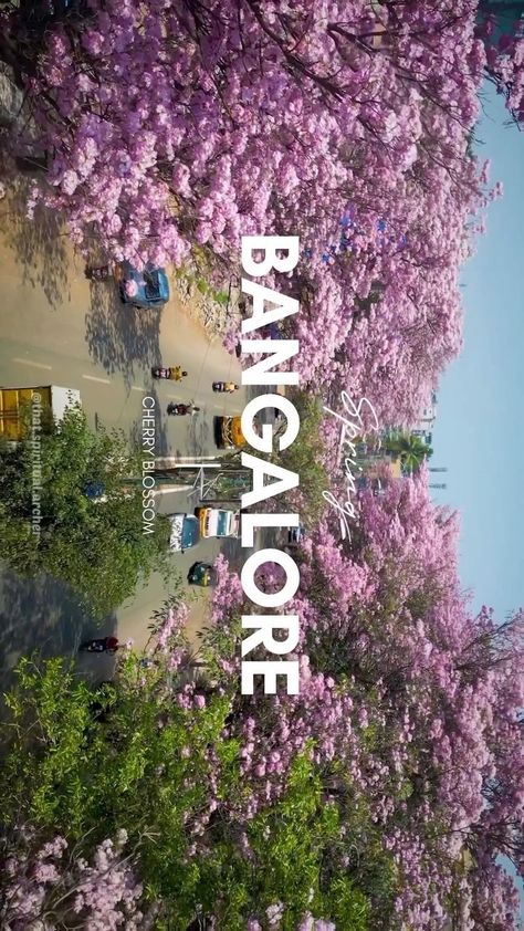 #BangaloreCherryBlossom #BangaloreCity #urstrulyshailesh National Law University Bangalore, Nlsiu Bangalore Motivation, Bangalore City Aesthetic, Kannada Aesthetic, Nimhans Bangalore, Bangalore City Snapchat, Nlsiu Bangalore, Iisc Bangalore, Bangalore Aesthetic