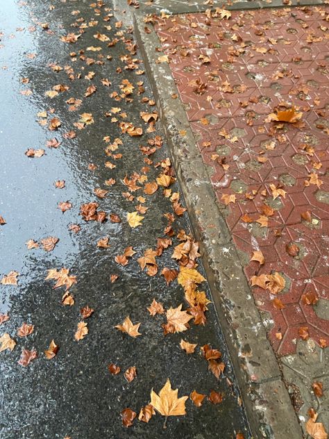 Rain On Pavement, Wet Autumn, Wet Pavement, Romanticized Life, Rainy Day, Autumn Leaves, Seventeen, Oregon, Photo Wall