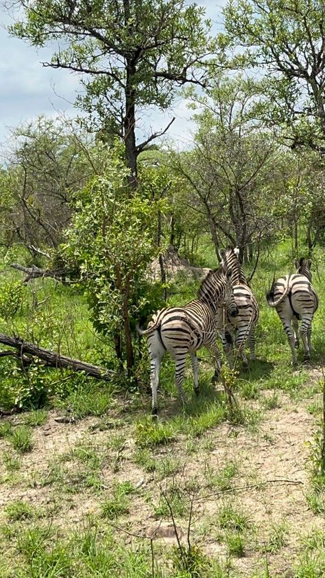 Kruger National Park Outfits, Krueger National Park, Sud Africa, South Africa Safari, Africa Trip, Photos Inspo, Africa Safari, Kruger National Park, Fig Tree