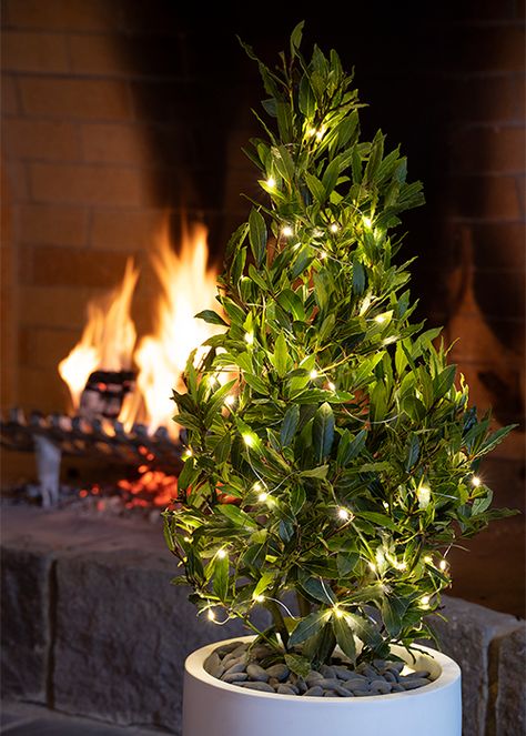 Christmas tree alternatives perfect for small spaces Christmas Tree Alternatives, Outdoor Christmas Party, Christmas Tree Plant, Patio Trees, Christmas Color Palette, Christmas Plants, Indoor Trees, Alternative Christmas Tree, Unique Christmas Trees