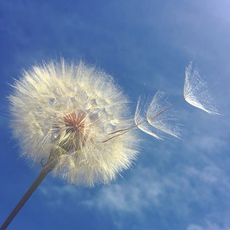 Dandelion... Make a wish Dandelion Puffs, Access Consciousness, Dandelion Wish, Make A Wish, Bird Feathers, Nature Photos, Dandelion, Tulips, Wild Flowers