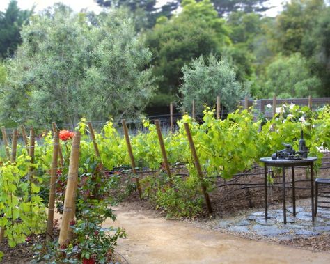 Mini vineyard and olives Small Vineyard Backyard, Mini Vineyard, Vineyard Backyard, Backyard Vineyard, Brunch Garden, Homestead Layout, Small Vineyard, Bell Gardens, Rose Bushes