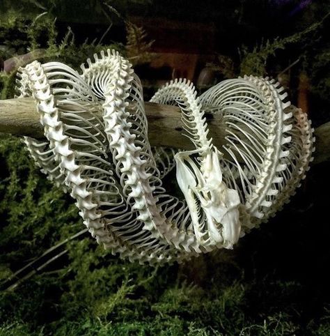 35 Fun Filled Randoms with No Relevance Intended - Funny Gallery Animal Skeleton, Animal Skeletons, Vulture Culture, Animal Bones, Animal Skulls, Skull And Bones, Green Trees, Nature Aesthetic, An Animal