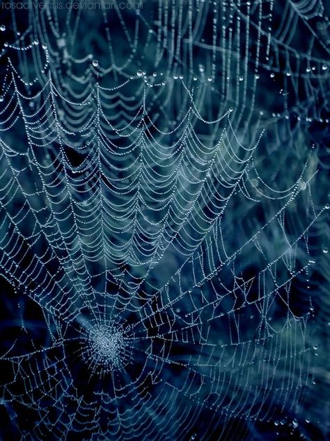 so many webs we create Night Terrors, Scary Wallpaper, Spider Art, Black Spider, Bad Dreams, Water Droplets, Homestuck, Blue Aesthetic, Spider Web