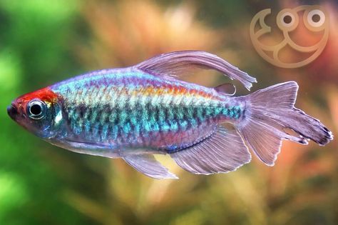 Congo Tetra - Phenacogrammus interruptus Fish Profile & Care Guide Tropical Fish Tanks, Fish Home, Beautiful Fish, Tropical Fish, Fish Tank, Habitat, Fish Pet, Fresh Water, Fish