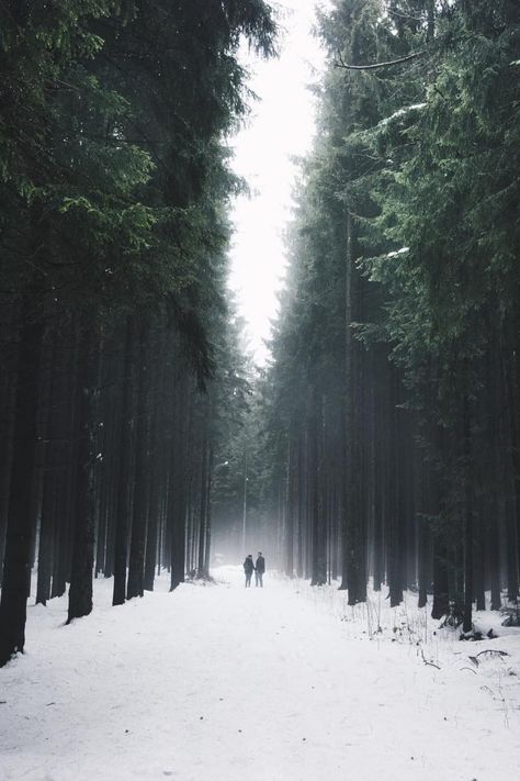 Landscape Photography Winter, Cold Forest, Snow Forest Aesthetic, Snow Cinematography, Frosty Forest, Snowy Forest Aesthetic, Snowy Forest Photography, Dead Forest, Snowy Evergreen Forest