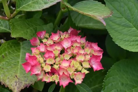 Black Spots On Hydrangea Leaves, Black Spot On Roses, Hydrangea Leaves, Brown Spots, Black Leaves, Spot On, Black Spot, Garden Gates, All Natural