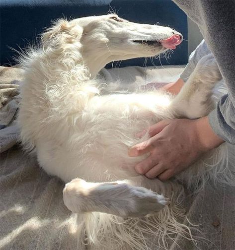 Borzoi Dog, Long Dog, Pet Organization, Puppy Images, Party Cocktail Dress, Dogs Cute, Silly Dogs, Silly Animals, Cute Pet