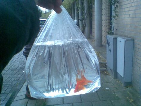 Goldfish In Bag, Baby Goldfish, Goldfish Types, Fish In A Bag, Fish Art, Goldfish, A Bag, Animal Pictures, Baby Car Seats